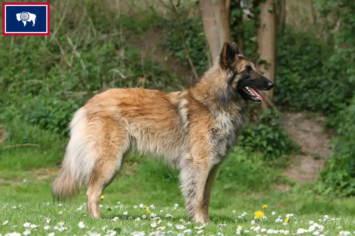 Belgian Shepherd puppies and breeders Wyoming Find Belgian Shepherd Dog breeders in Wyoming.