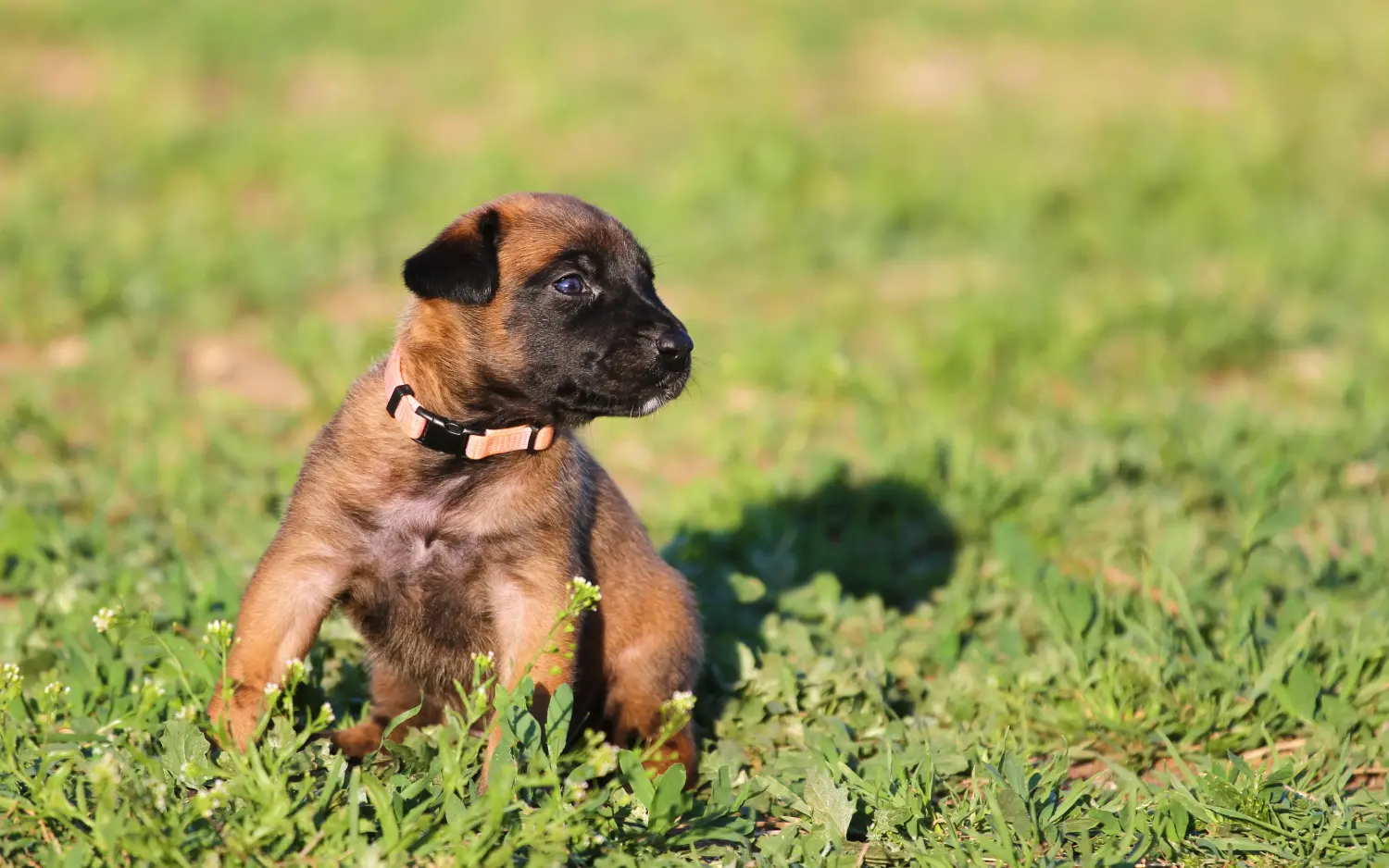 Buying a Belgian Shepherd puppy means taking responsibility! Buy Belgian Shepherd puppies.