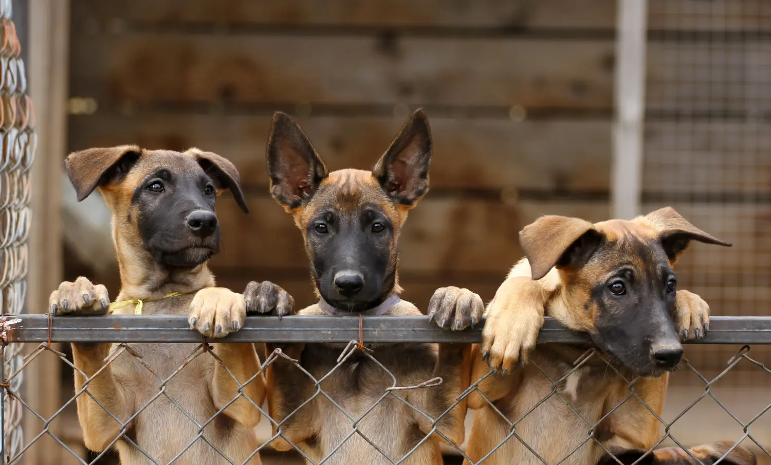 Buying a Belgian Shepherd puppy means taking responsibility! Buy Belgian Shepherd puppies.
