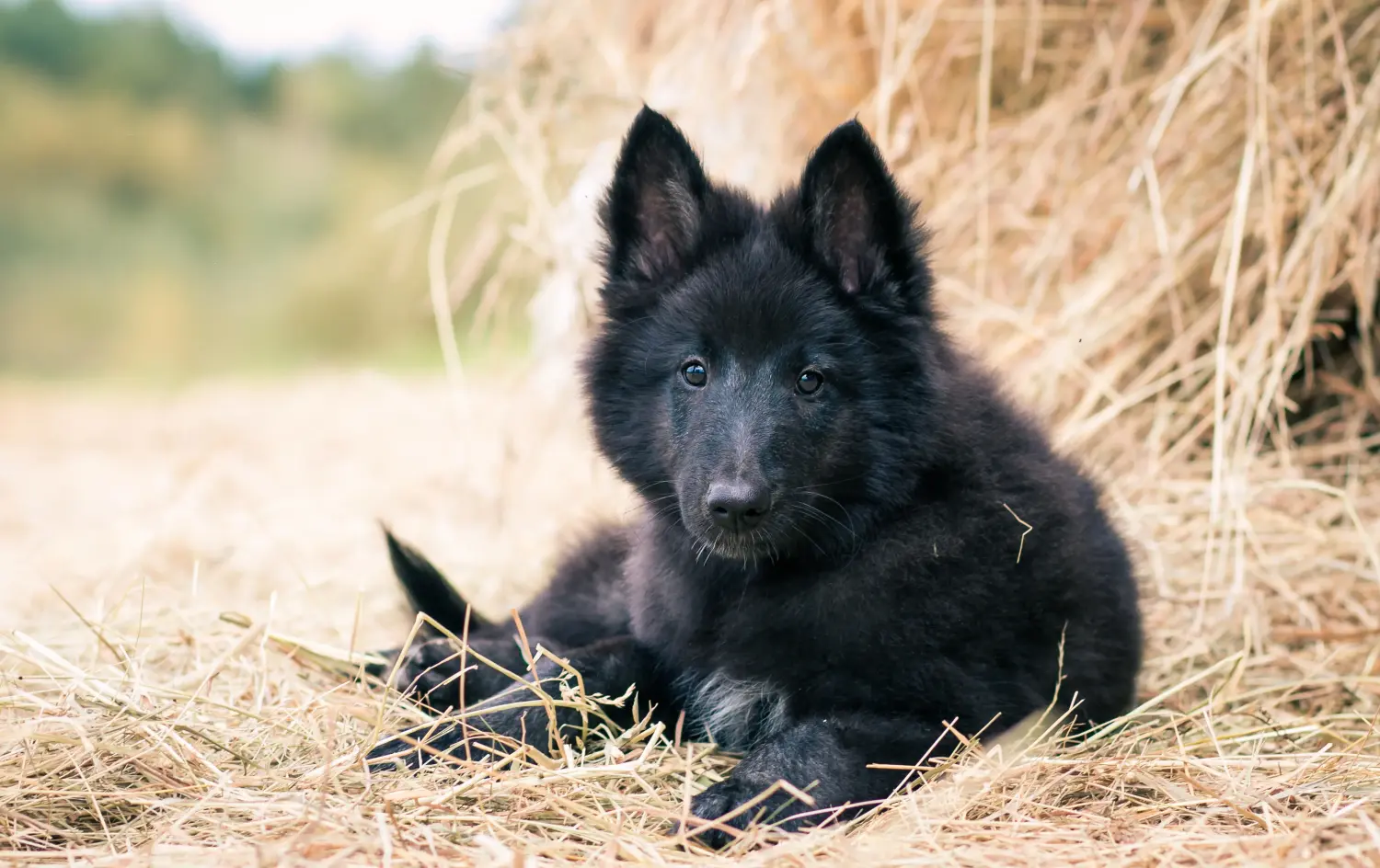 Buying a Belgian Shepherd puppy means taking responsibility! Buy Belgian Shepherd puppies.