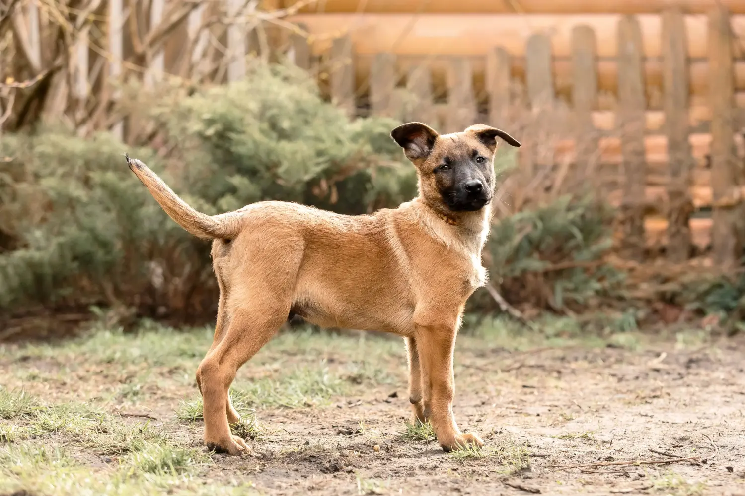 Buying a Belgian Shepherd puppy means taking responsibility! Buy Belgian Shepherd puppies.
