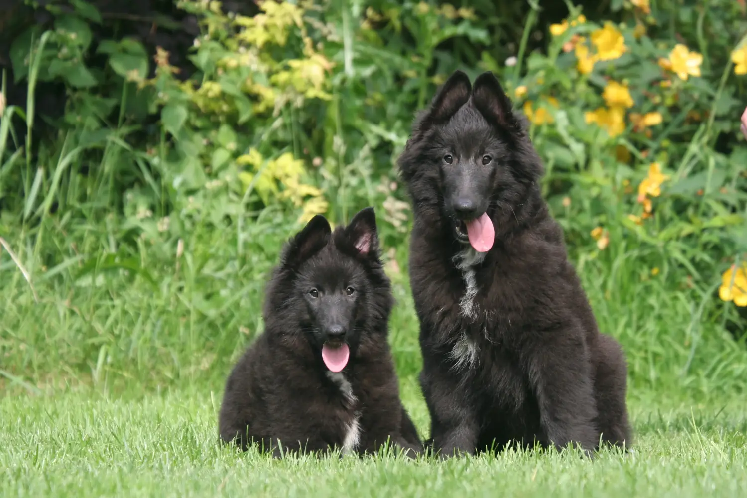 Buying a Belgian Shepherd puppy means taking responsibility! Buy Belgian Shepherd puppies.
