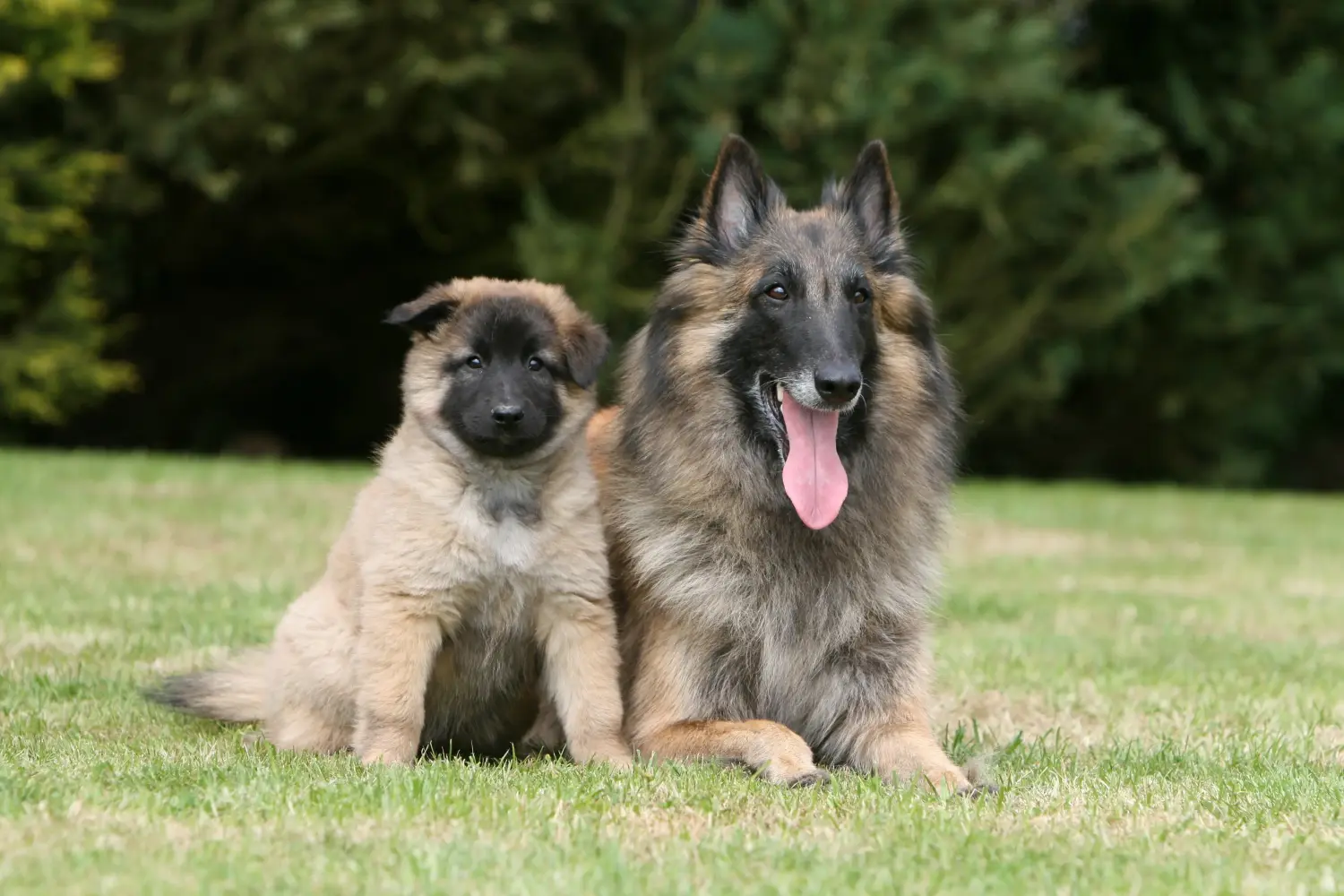 Buying a Belgian Shepherd puppy means taking responsibility! Buy Belgian Shepherd puppies.