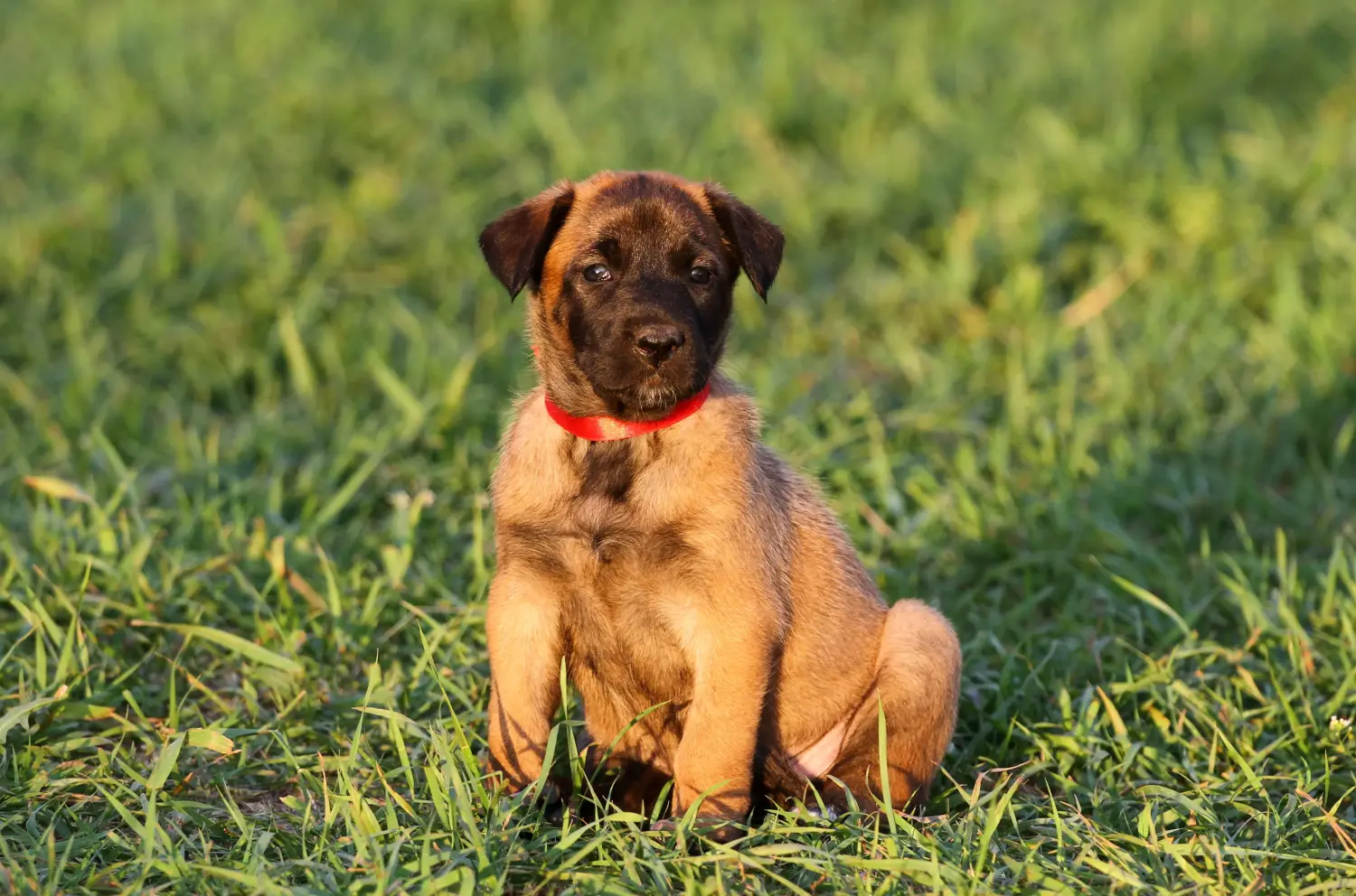 Buying a Belgian Shepherd puppy means taking responsibility! Buy Belgian Shepherd puppies.