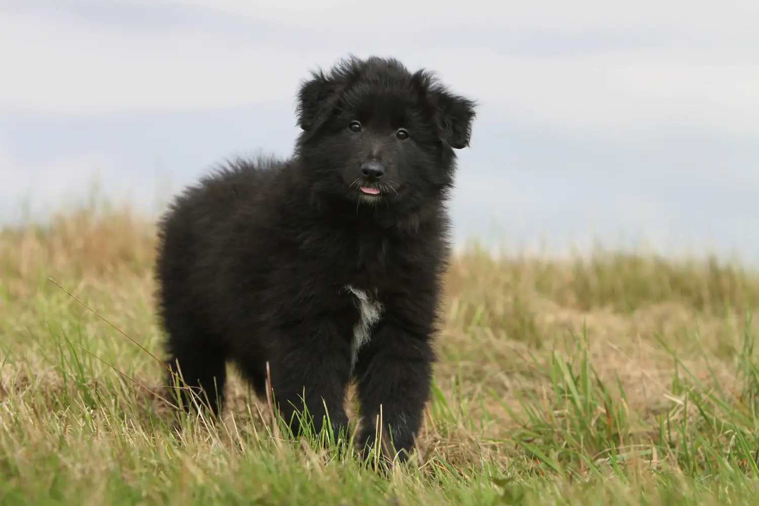Buying a Belgian Shepherd puppy means taking responsibility! Buy Belgian Shepherd puppies.