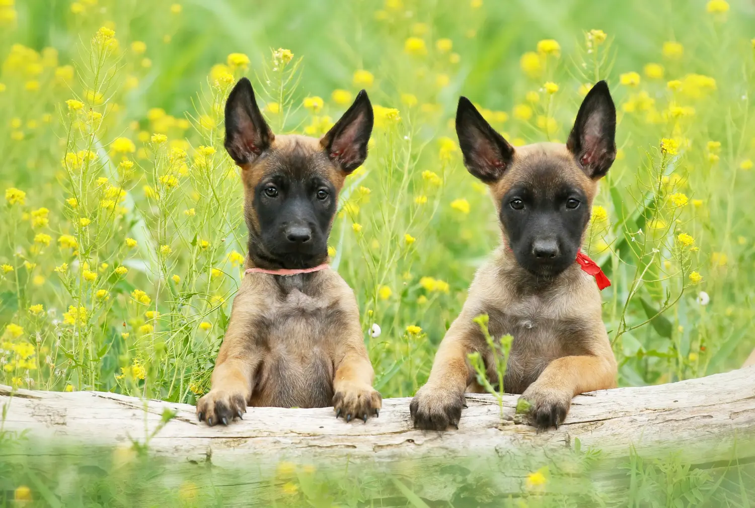 Buying a Belgian Shepherd puppy means taking responsibility! Buy Belgian Shepherd puppies.