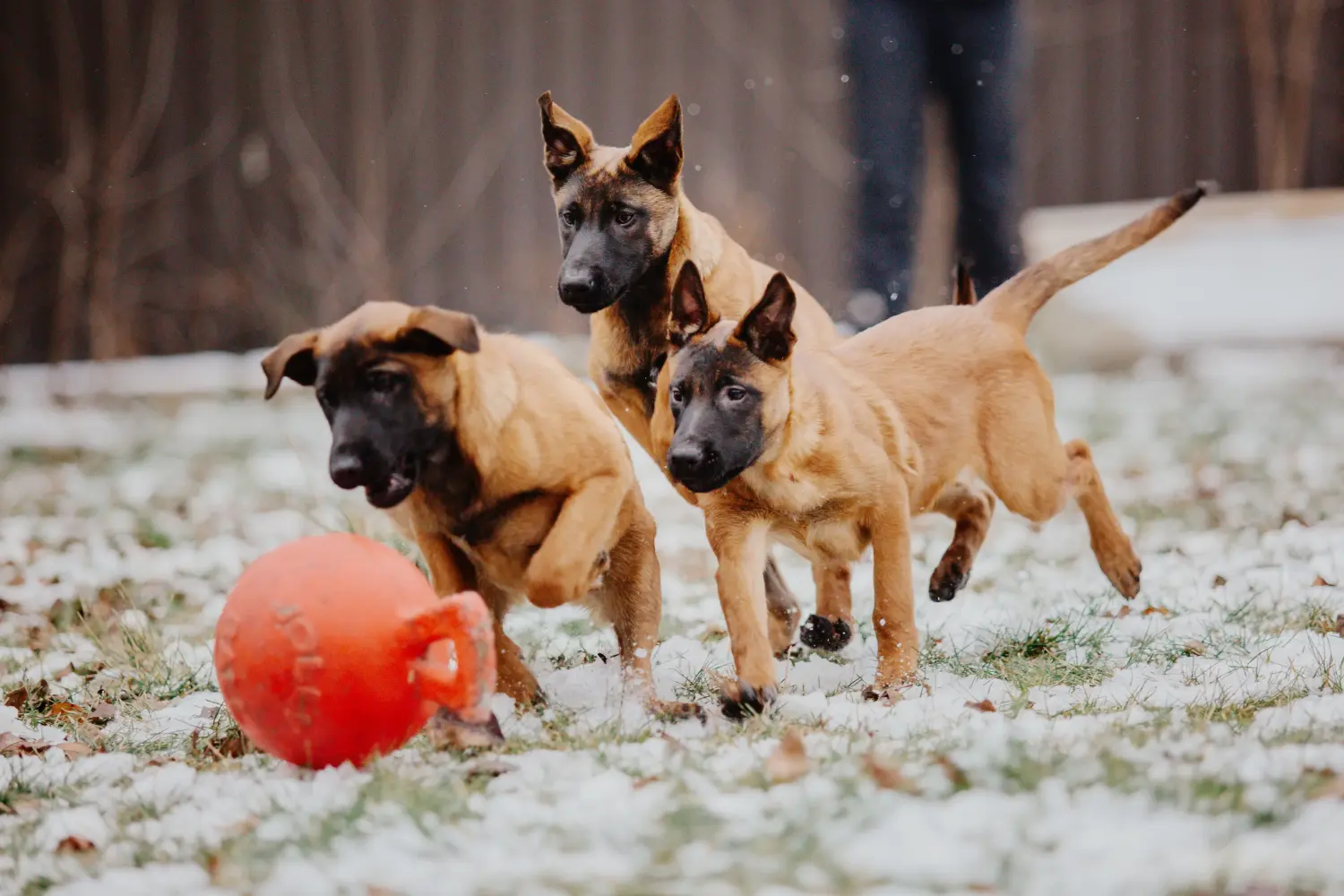 Buying a Belgian Shepherd puppy means taking responsibility! Buy Belgian Shepherd puppies.