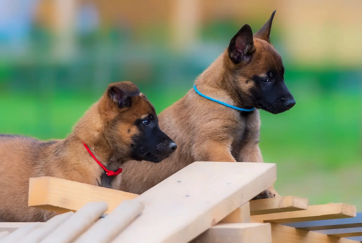 Buying a Belgian Shepherd puppy means taking responsibility! Buy Belgian Shepherd puppies.