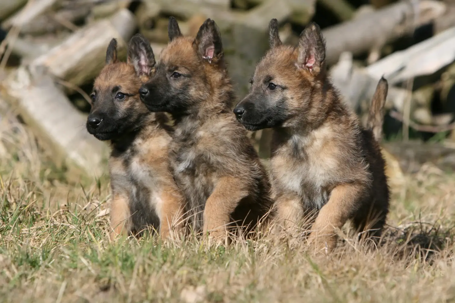 Buying a Belgian Shepherd puppy means taking responsibility! Buy Belgian Shepherd puppies.