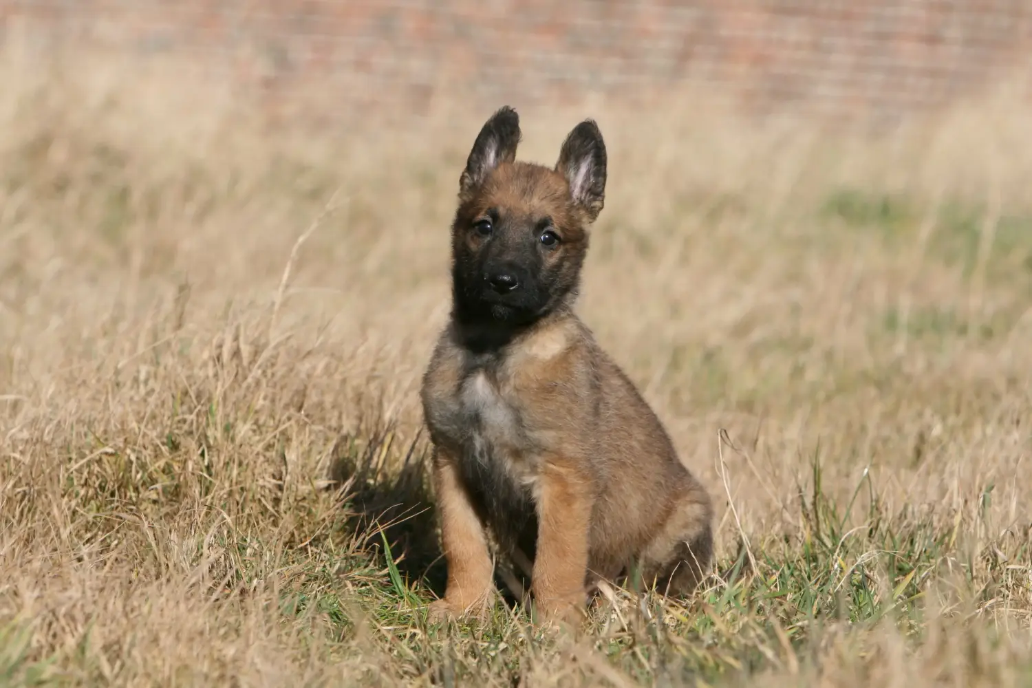 Buying a Belgian Shepherd puppy means taking responsibility! Buy Belgian Shepherd puppies.