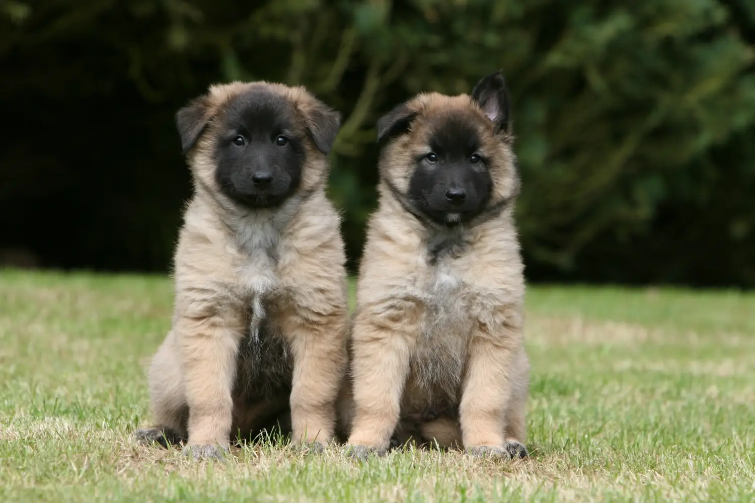 Buying a Belgian Shepherd puppy means taking responsibility! Buy Belgian Shepherd puppies.
