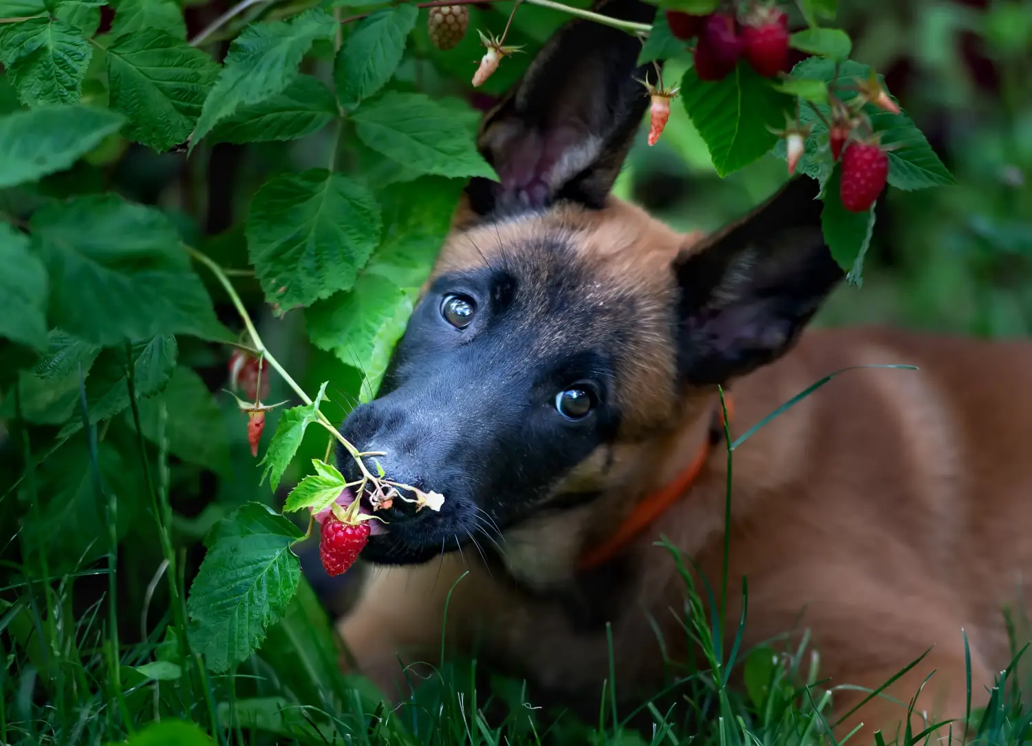 Buying a Belgian Shepherd puppy means taking responsibility! Buy Belgian Shepherd puppies.