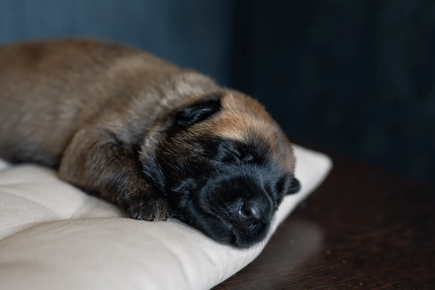 Buying a Belgian Shepherd puppy means taking responsibility! Buy Belgian Shepherd puppies.