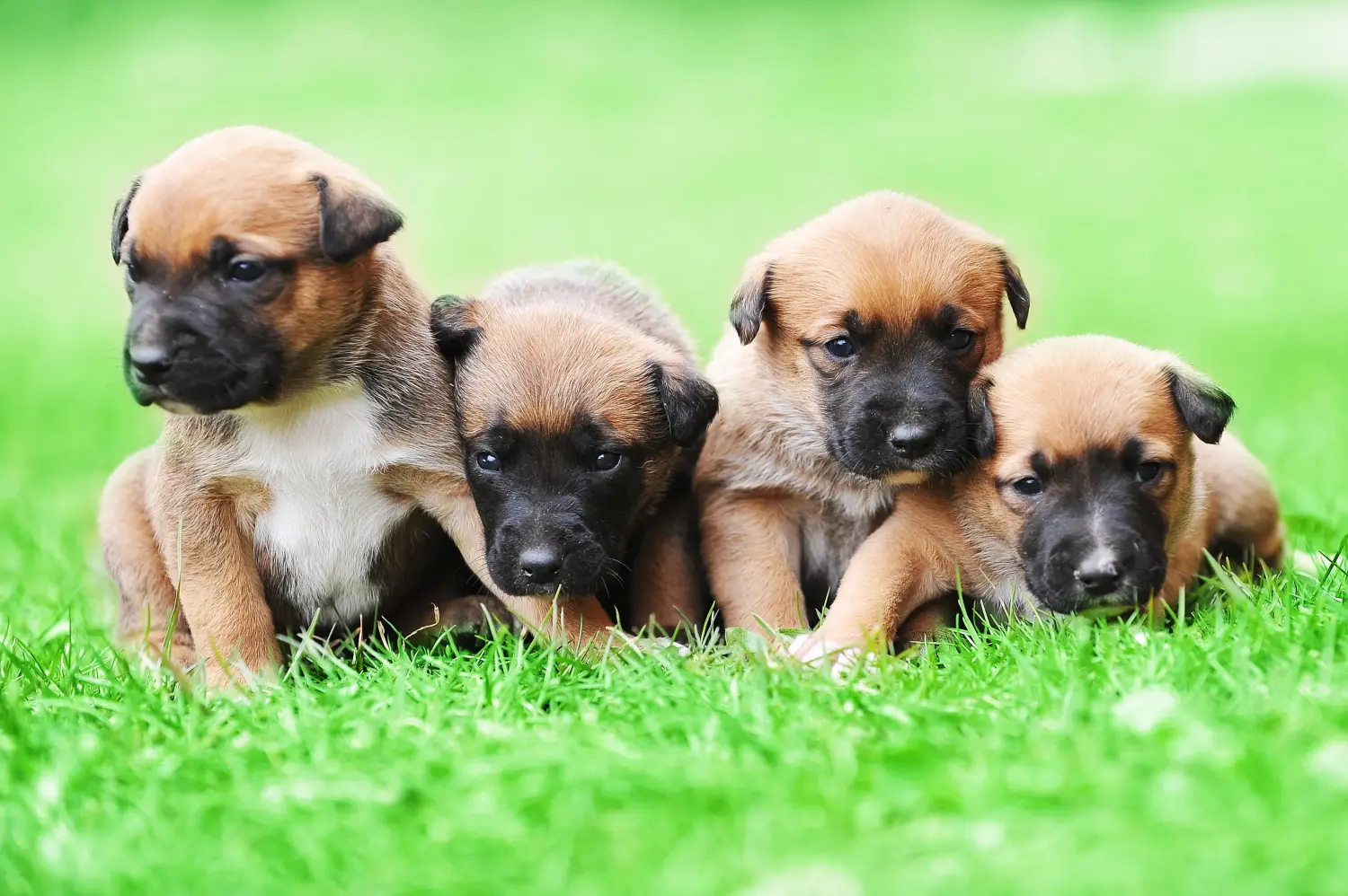 Buying a Belgian Shepherd puppy means taking responsibility! Buy Belgian Shepherd puppies.