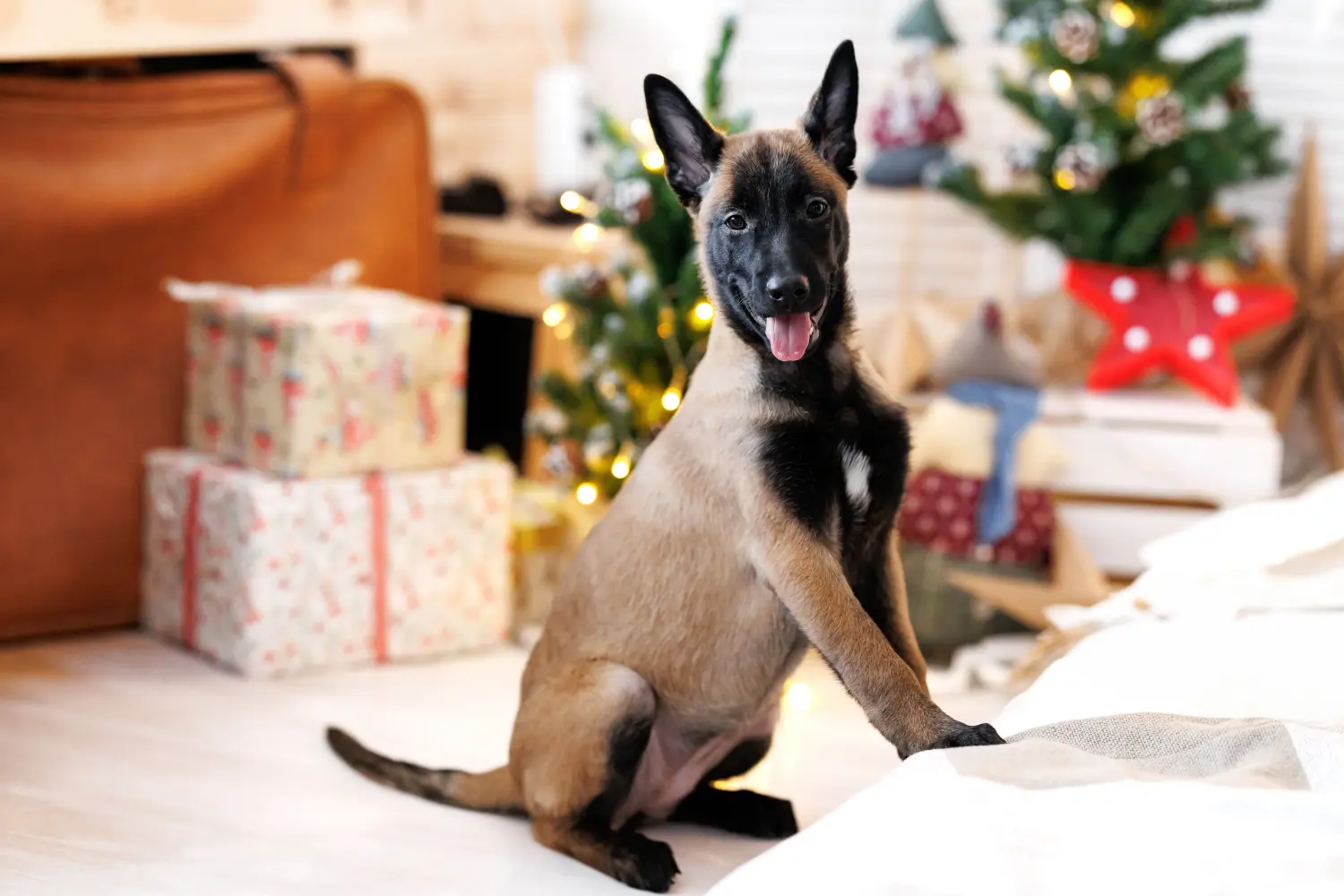 Buying a Belgian Shepherd puppy means taking responsibility! Buy Belgian Shepherd puppies.