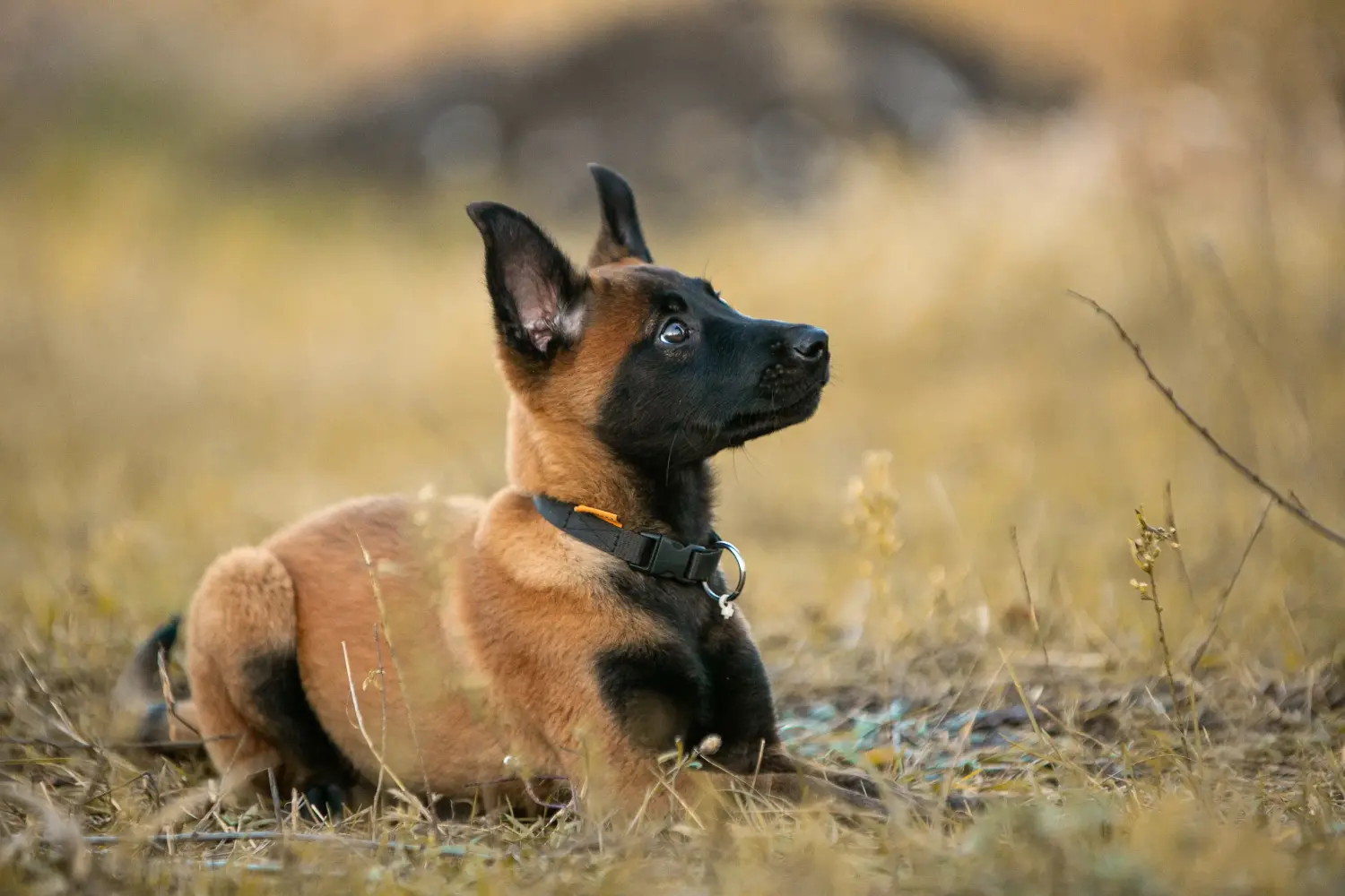 Buying a Belgian Shepherd puppy means taking responsibility! Buy Belgian Shepherd puppies.