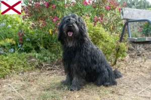 Read more about the article Bergamasco Shepherd Dog Breeder and Puppies in Alabama