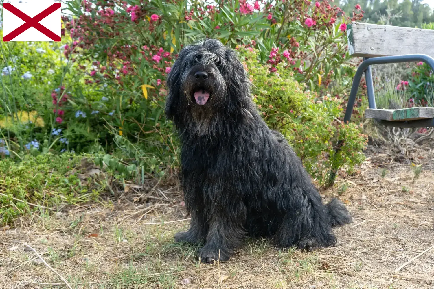 Bergamasco Shepherd Dog Puppies and Breeder Alabama Find Bergamasco Shepherd Dog breeders in Alabama.