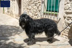 Read more about the article Bergamasco Shepherd Dog Breeders and Puppies in Alaska