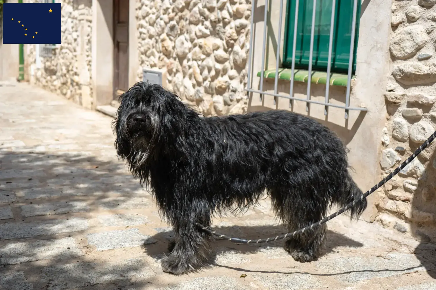 Bergamasker Shepherd Dog Puppies and Breeder Alaska Find Bergamasco Shepherd Dog breeders in Alaska.