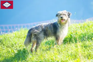 Read more about the article Bergamasco Shepherd Dog Breeders and Puppies in Arkansas
