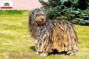 Read more about the article Bergamasco Shepherd Dog Breeder and Puppies in California