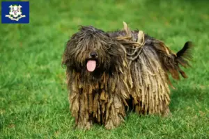 Read more about the article Bergamasco Shepherd Dog Breeders and Puppies in Connecticut