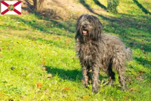 Read more about the article Bergamasco Shepherd Dog Breeder and Puppies in Florida