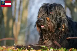 Read more about the article Bergamasco Shepherd Dog Breeder and Puppies in Georgia
