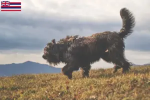 Read more about the article Bergamasco Shepherd Dog Breeder and Puppies in Hawaii