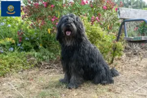 Read more about the article Bergamasco Shepherd Dog Breeders and Puppies in Idaho