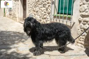Read more about the article Bergamasco Shepherd Dog Breeder and Puppies in Illinois