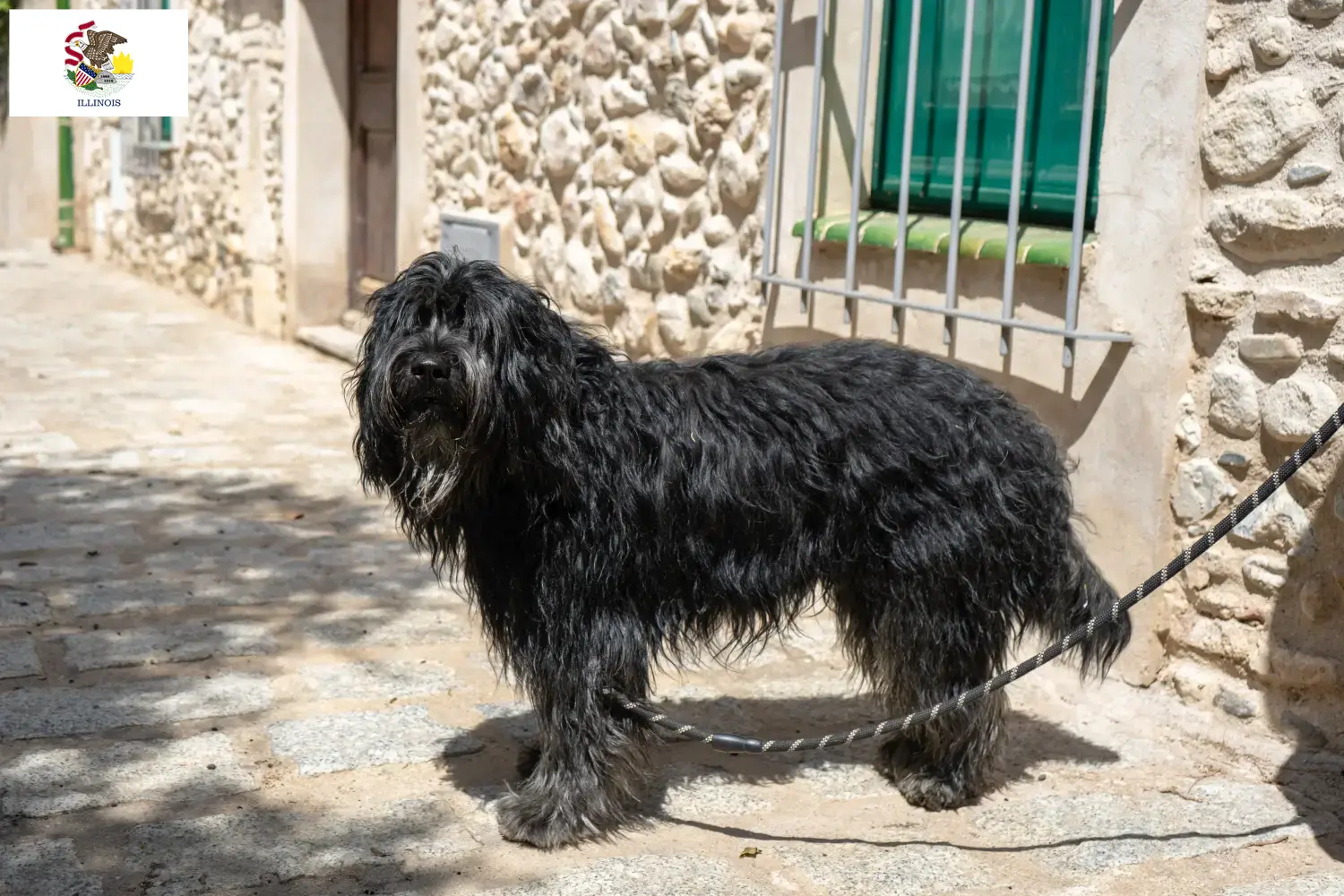 Bergamasco Shepherd Dog Puppies and Breeder Illinois Find Bergamasco Shepherd Dog breeders in Illinois.
