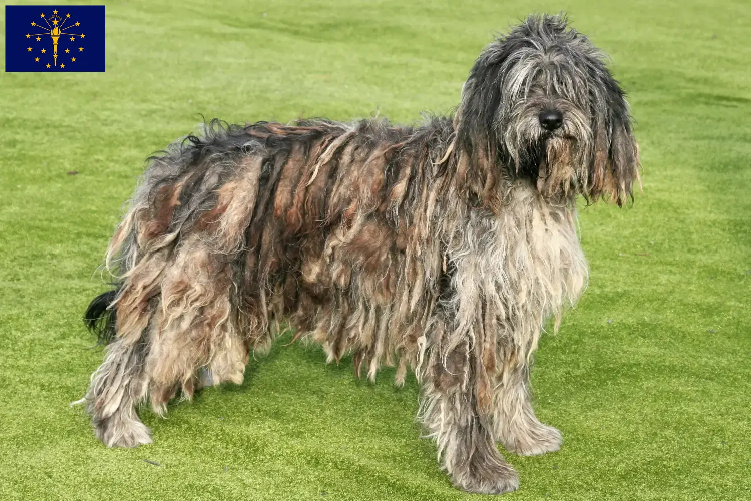 Bergamasco Shepherd Dog Puppies and Breeder Indiana Find Bergamasco Shepherd Dog breeders in Indiana.