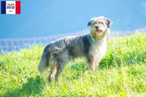 Read more about the article Bergamasco Shepherd Dog Breeders and Puppies in Iowa