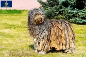 Read more about the article Bergamasco Shepherd Dog Breeder and Puppies in Kansas