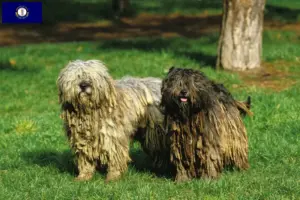 Read more about the article Bergamasco Shepherd Dog Breeder and Puppies in Kentucky