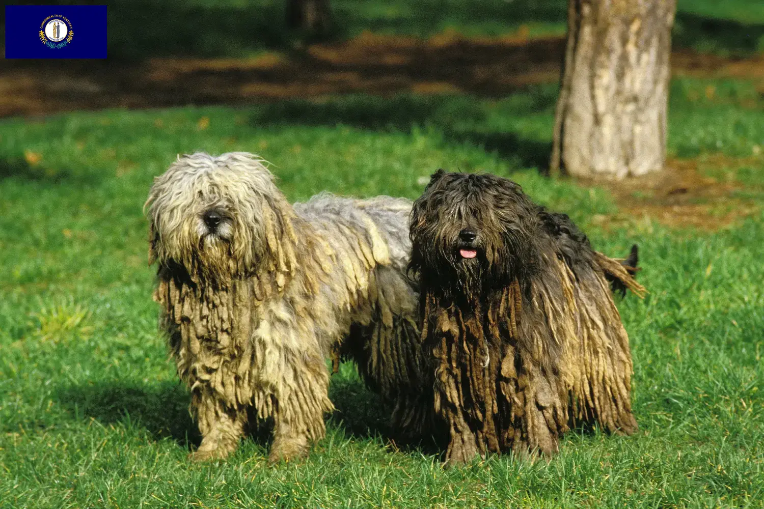 Bergamasco Shepherd Dog Puppies and Breeder Kentucky Find Bergamasco Shepherd Dog breeders in Kentucky.