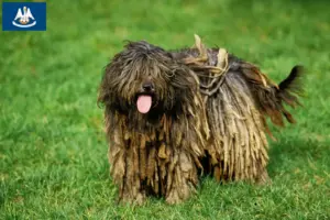 Read more about the article Bergamasco Shepherd Dog Breeder and Puppies in Louisiana