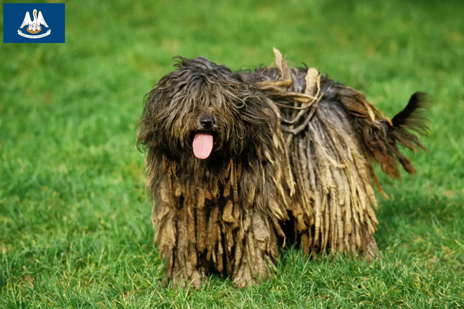 Bergamasco Shepherd Dog Puppies and Breeder Louisiana Find Bergamasco Shepherd Dog breeders in Louisiana.
