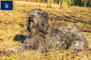 Read more about the article Bergamasco Shepherd Dog Breeder and Puppies in Maine