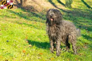 Read more about the article Bergamasco Shepherd Dog Breeder and Puppies in Maryland