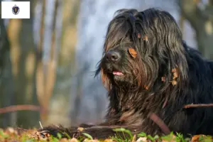 Read more about the article Bergamasco Shepherd Dog Breeders and Puppies in Massachusetts