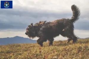 Read more about the article Bergamasco Shepherd Dog Breeder and Puppies in Michigan