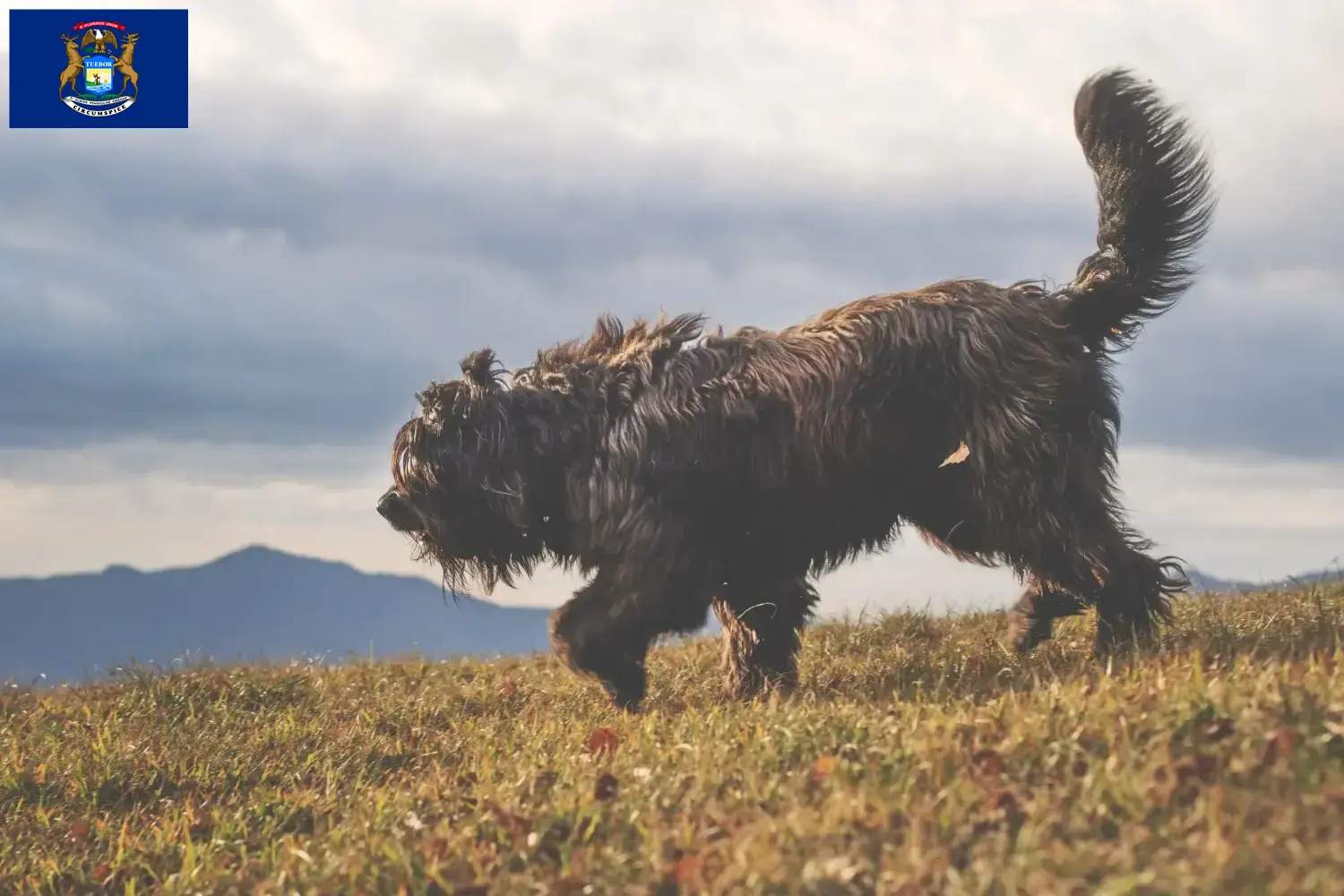 Bergamasco Shepherd Dog Puppies and Breeder Michigan Find Bergamasco Shepherd Dog breeders in Michigan.