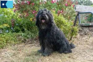 Read more about the article Bergamasco Shepherd Dog Breeders and Puppies in Minnesota