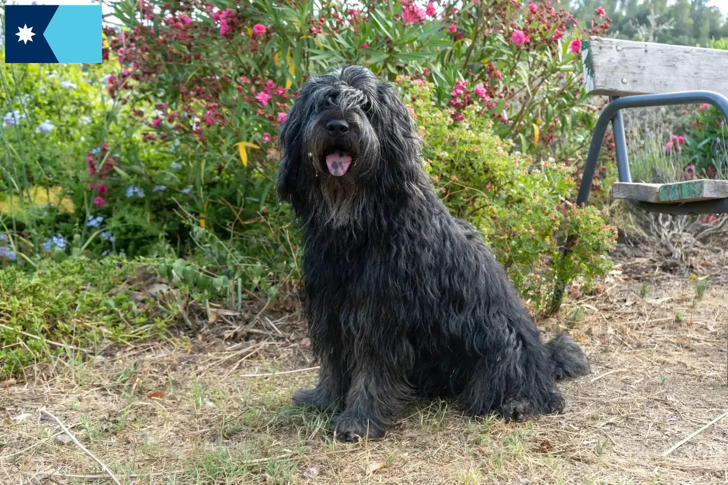 Bergamasco Shepherd Dog Puppies and Breeder Minnesota Find Bergamasco Shepherd Dog breeders in Minnesota.