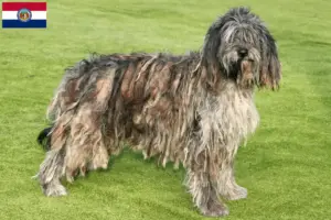 Read more about the article Bergamasco Shepherd Dog Breeder and Puppies in Missouri