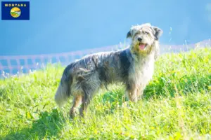 Read more about the article Bergamasco Shepherd Dog Breeder and Puppies in Montana