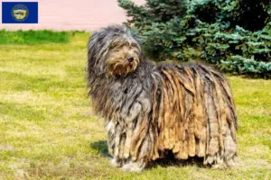 Read more about the article Bergamasco Shepherd Dog Breeders and Puppies in Nebraska